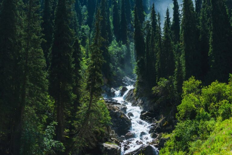 Густые леса с рекой в ущелье Барскоон