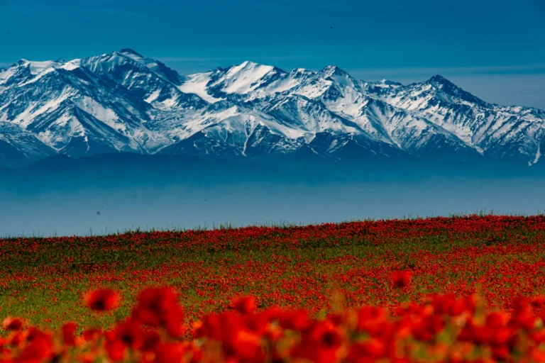 poppy-fields-of-kyrgyzstan-img01
