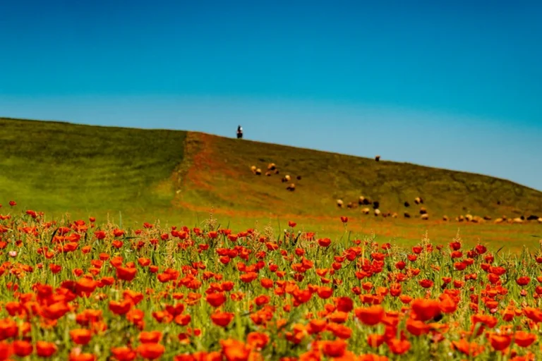 poppy-fields-of-kyrgyzstan-img02