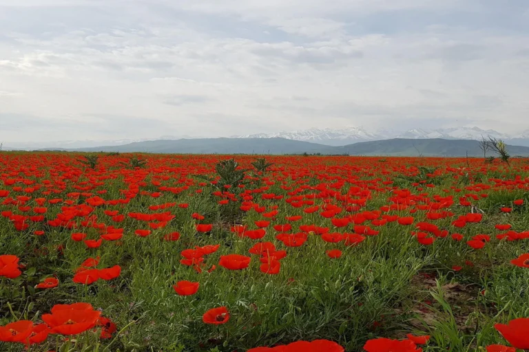 poppy-fields-of-kyrgyzstan-img04