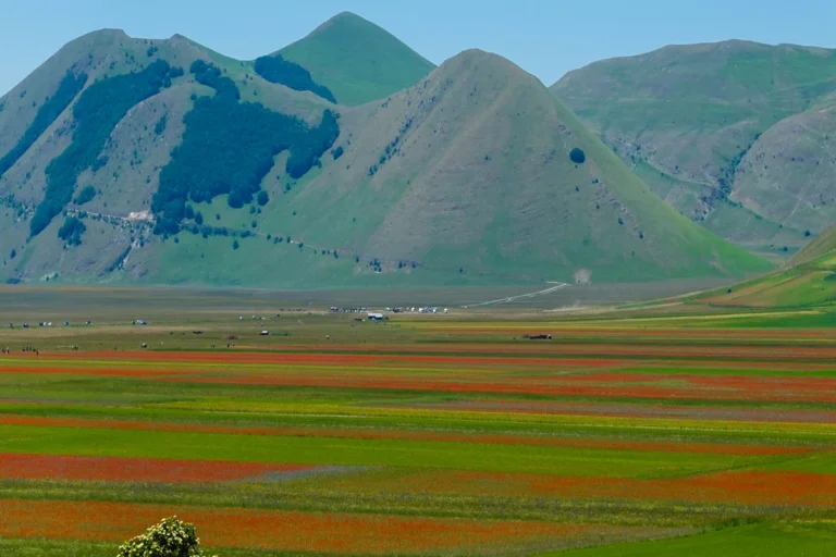 poppy-fields-of-kyrgyzstan-img05