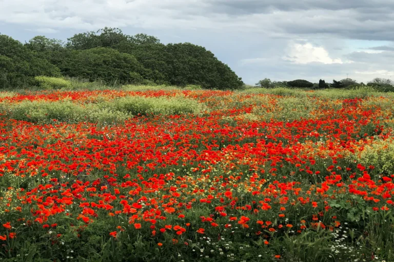 poppy-fields-of-kyrgyzstan-img06