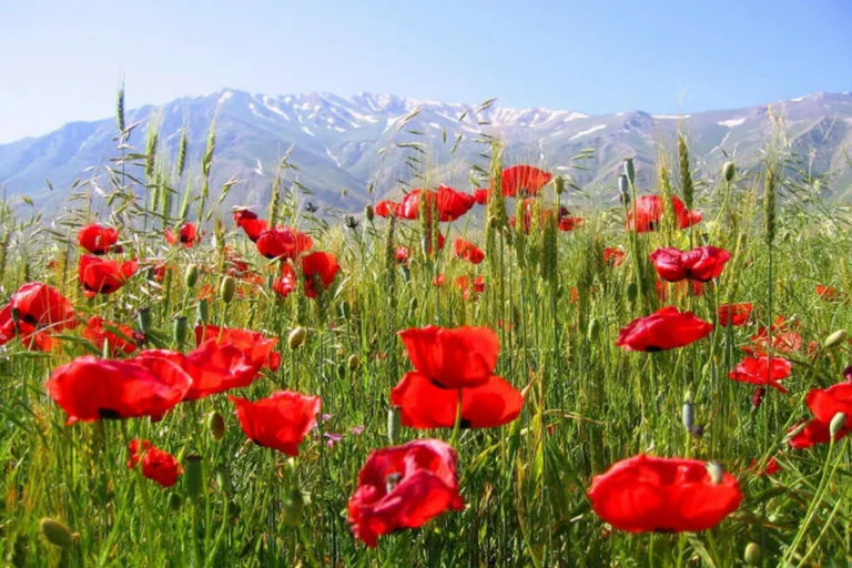 poppy-fields-of-kyrgyzstan-img07