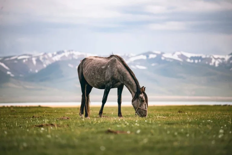 son-kul-kyrgyzstan-img01
